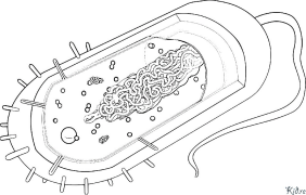 bacteriwm Tudalennau Lliwio Y Gellir Eu Hargraffu